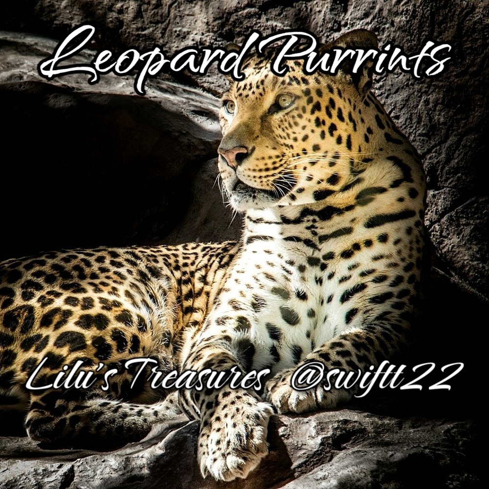 Leopard Purrints: 11/29/24